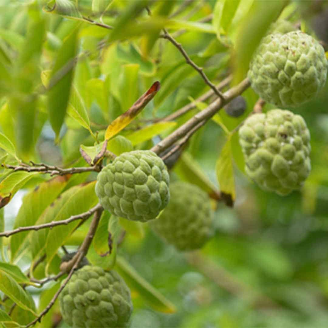 Custard Apple Local